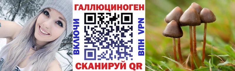 Купить  Новоржев  Галлюциногенные грибы Psilocybine cubensis 